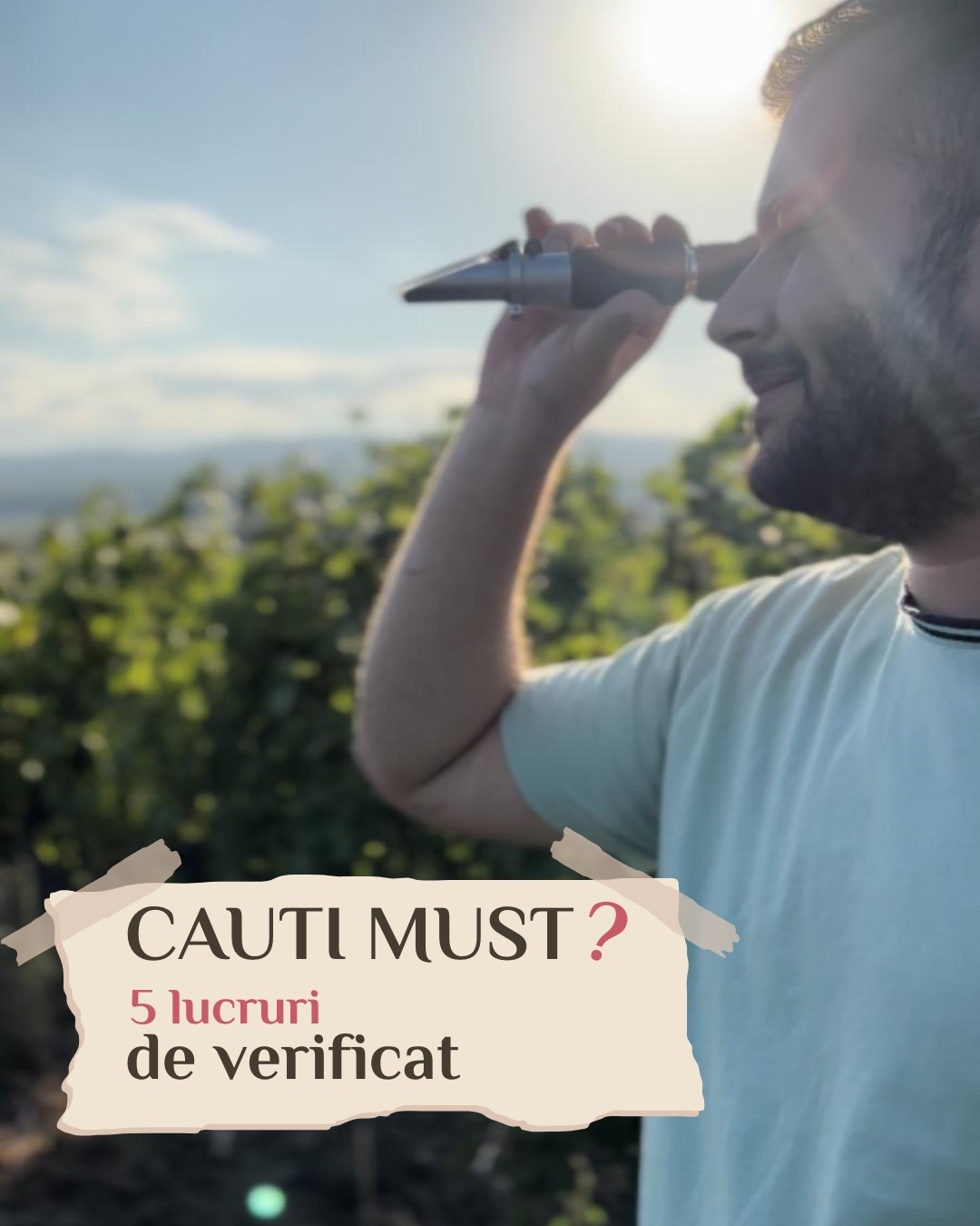 Vinificatorul de la Crama Beciu verificând cu refractometrul conținutul de zahăr al strugurilor, în vie